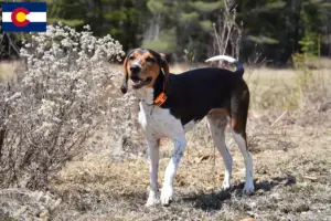 Read more about the article Treeing Walker Coonhound breeders and puppies in Colorado
