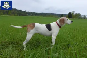 Read more about the article Treeing Walker Coonhound breeders and puppies in Connecticut