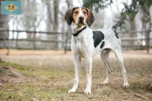 Read more about the article Treeing Walker Coonhound breeders and puppies in Delaware