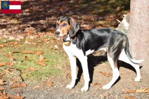 Read more about the article Treeing Walker Coonhound breeders and puppies in Georgia