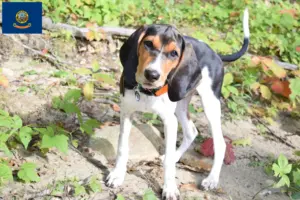 Read more about the article Treeing Walker Coonhound breeders and puppies in Idaho