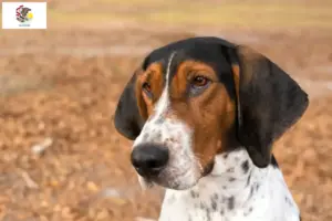 Read more about the article Treeing Walker Coonhound breeders and puppies in Illinois