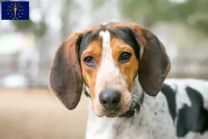 Read more about the article Treeing Walker Coonhound breeders and puppies in Indiana