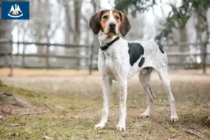 Read more about the article Treeing Walker Coonhound breeders and puppies in Louisiana