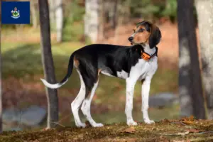 Read more about the article Treeing Walker Coonhound breeders and puppies in Maine