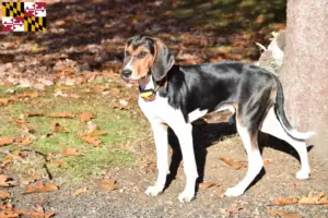 Read more about the article Treeing Walker Coonhound breeders and puppies in Maryland