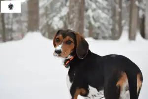 Read more about the article Treeing Walker Coonhound Breeders and Puppies in Massachusetts