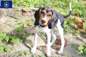 Read more about the article Treeing Walker Coonhound breeders and puppies in Michigan