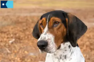 Read more about the article Treeing Walker Coonhound breeders and puppies in Minnesota