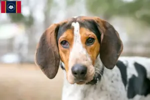 Read more about the article Treeing Walker Coonhound Breeders and Puppies in Mississippi