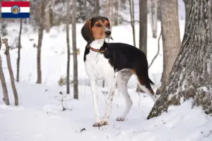 Read more about the article Treeing Walker Coonhound breeders and puppies in Missouri