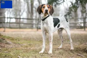 Read more about the article Treeing Walker Coonhound breeders and puppies in Nevada