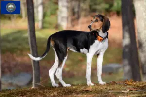 Read more about the article Treeing Walker Coonhound Breeders and Puppies in New Hampshire