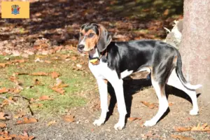 Read more about the article Treeing Walker Coonhound Breeders and Puppies in New Jersey