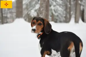 Read more about the article Treeing Walker Coonhound Breeders and Puppies in New Mexico