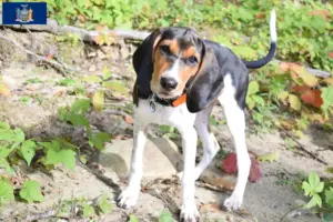 Read more about the article Treeing Walker Coonhound breeders and puppies in New York