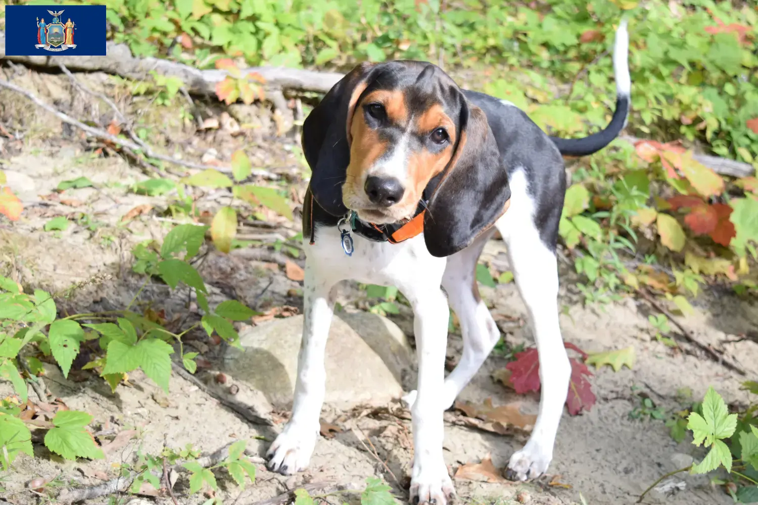 Treeing Walker Coonhound puppies and breeders New York Find Treeing Walker Coonhounds breeders in New York here.