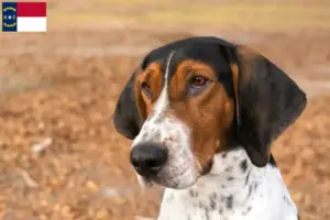 Read more about the article Treeing Walker Coonhound breeders and puppies in North Carolina