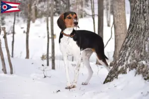 Read more about the article Treeing Walker Coonhound breeders and puppies in Ohio