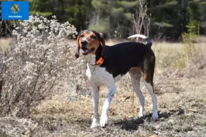 Read more about the article Treeing Walker Coonhound breeders and puppies in Oklahoma