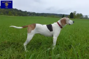 Read more about the article Treeing Walker Coonhound breeders and puppies in Oregon