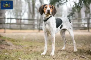 Read more about the article Treeing Walker Coonhound breeders and puppies in Pennsylvania