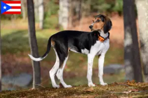 Read more about the article Treeing Walker Coonhound breeders and puppies in Puerto Rico