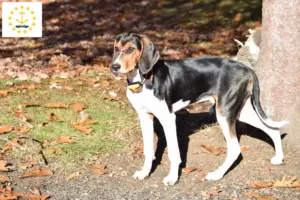 Read more about the article Treeing Walker Coonhound Breeders and Puppies in Rhode Island