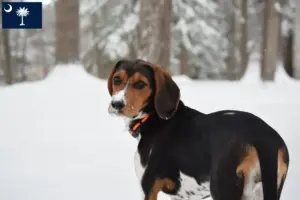 Read more about the article Treeing Walker Coonhound breeders and puppies in South Carolina