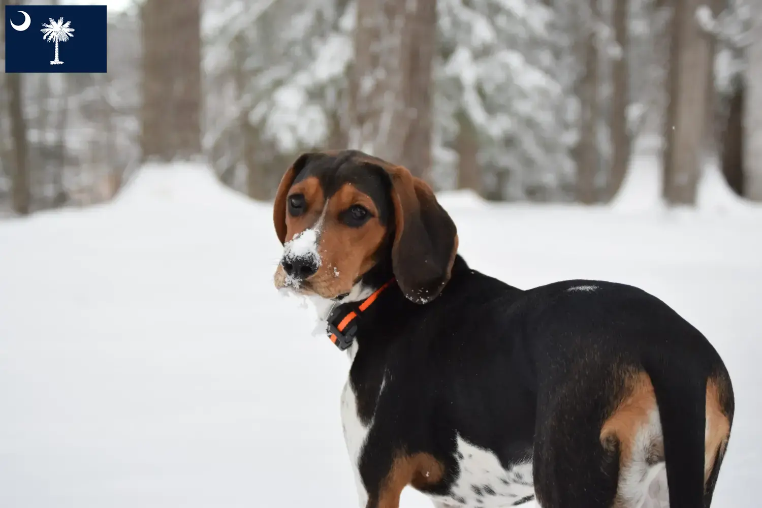 Treeing Walker Coonhound puppies and breeders South Carolina Find Treeing Walker Coonhounds breeders in South Carolina.