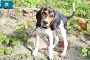 Read more about the article Treeing Walker Coonhound breeders and puppies in South Dakota