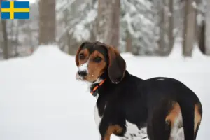 Read more about the article Treeing Walker Coonhound breeders and puppies in Sweden
