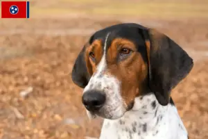 Read more about the article Treeing Walker Coonhound breeders and puppies in Tennessee