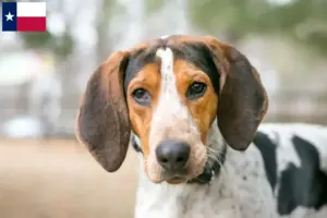 Read more about the article Treeing Walker Coonhound breeders and puppies in Texas