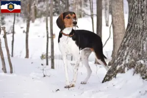 Read more about the article Treeing Walker Coonhound breeders and puppies in Utah