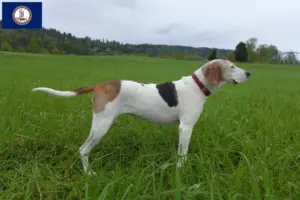 Read more about the article Treeing Walker Coonhound breeders and puppies in Virginia