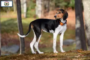 Read more about the article Treeing Walker Coonhound breeders and puppies in West Virginia
