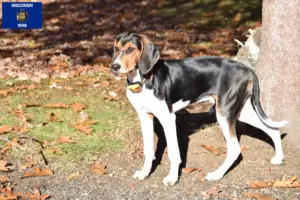 Read more about the article Treeing Walker Coonhound breeders and puppies in Wisconsin