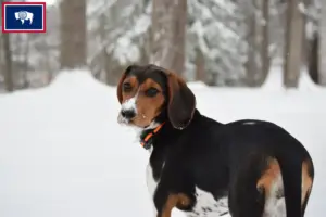 Read more about the article Treeing Walker Coonhound breeders and puppies in Wyoming