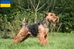 Read more about the article Welsh Terrier breeders and puppies in Ukraine