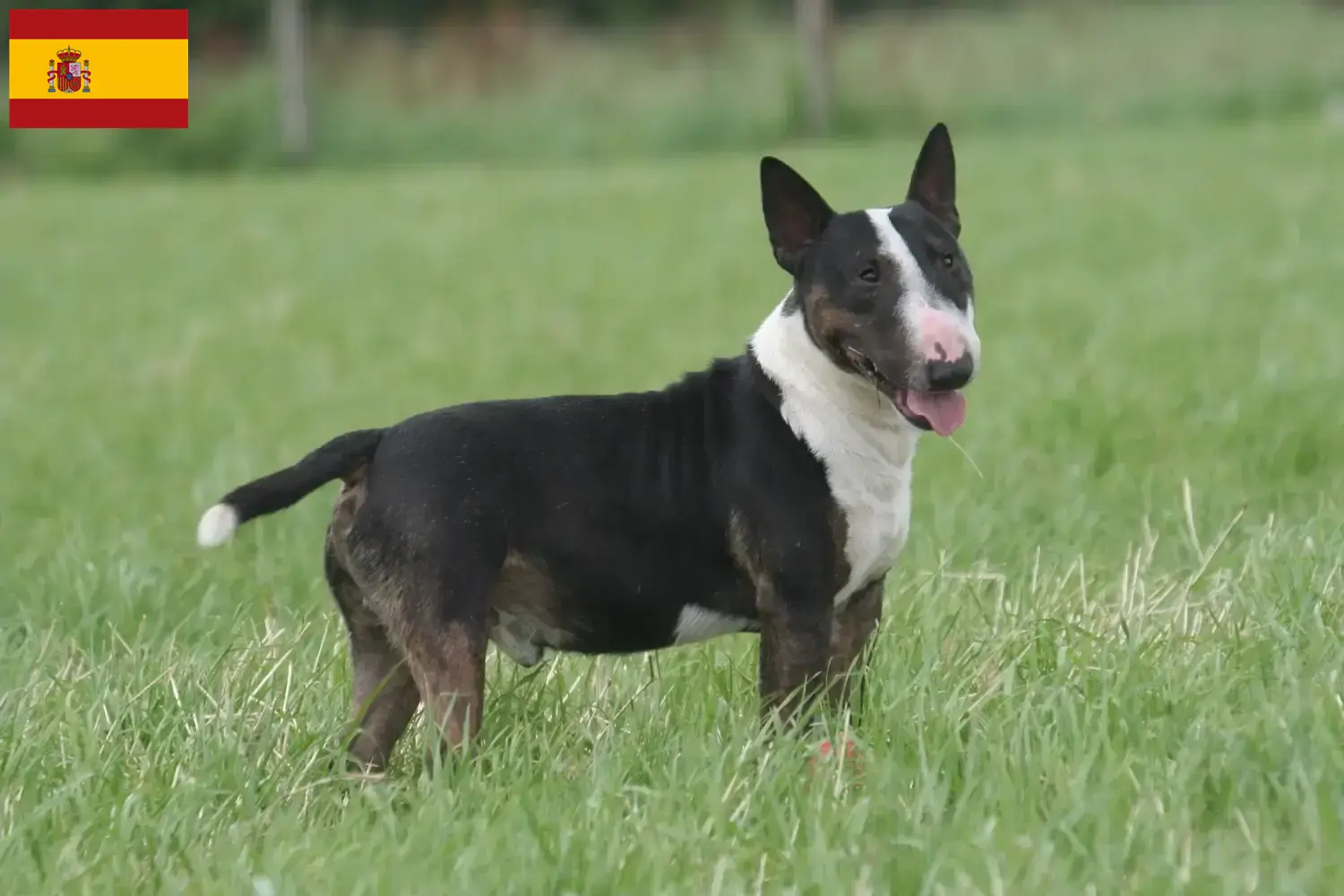Read more about the article Bull Terrier breeders and puppies in Spain