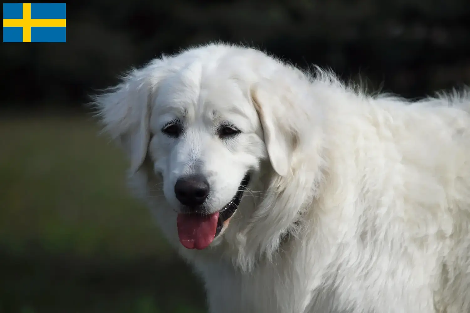 Read more about the article Slovensky Cuvac breeders and puppies in Sweden