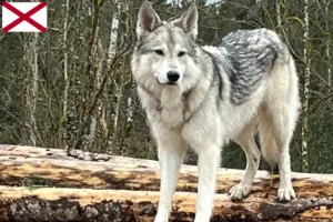 Read more about the article Sylvan Companion Dog Breeder and Puppies in Alabama