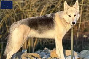 Read more about the article Sylvan Companion Dog Breeders and Puppies in Alaska