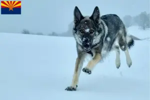 Read more about the article Sylvan Companion Dog Breeder and Puppies in Arizona