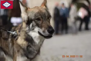 Read more about the article Sylvan Companion Dog Breeders and Puppies in Arkansas