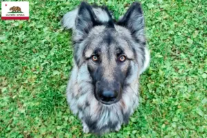 Read more about the article Sylvan Companion Dog Breeder and Puppies in California