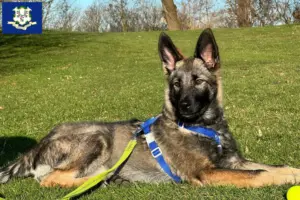 Read more about the article Sylvan Companion Dog Breeder and Puppies in Connecticut