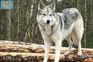 Read more about the article Sylvan Companion Dog Breeder and Puppies in Delaware