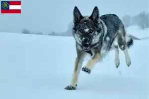 Read more about the article Sylvan Companion Dog breeders and puppies in Georgia